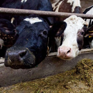 Many Cows on the farm ready for feeding
